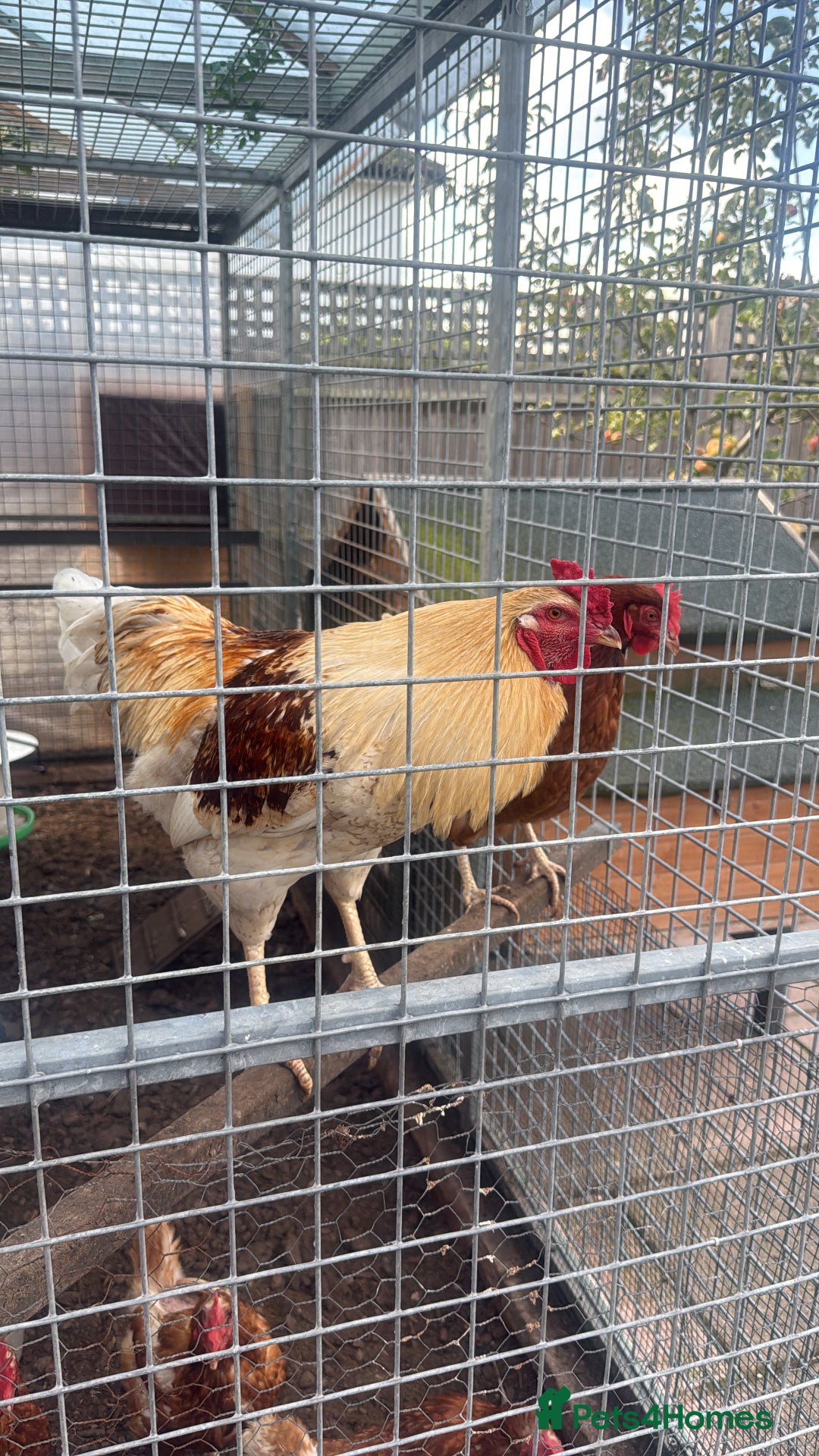Chickens poultry for sale: Rooster needs rehoming - Image 1