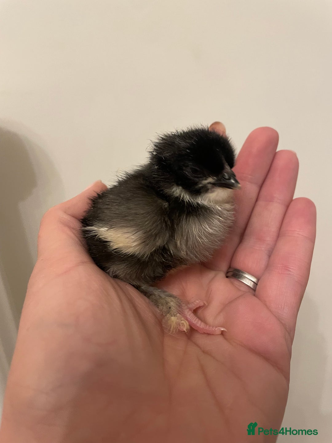 Chickens poultry for sale: Day old chicks  - Image 1