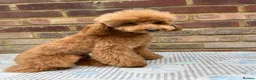 Toy Poodle dogs for sale: Beautiful toy/asian poodle puppies available in London - Advert 8