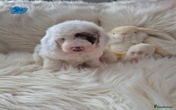 Cockapoo dogs for sale: COCKAPOOS READY FOR THERE NEW    HOMES  - Image 4