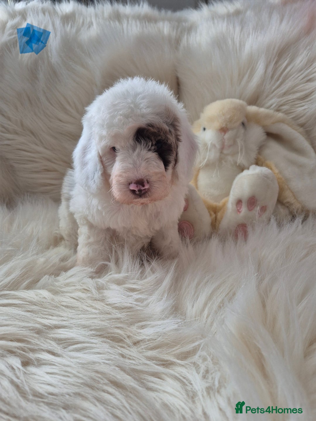 Cockapoo dogs for sale: COCKAPOOS READY FOR THERE NEW    HOMES  - Image 4