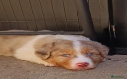 Australian Shepherd dogs for sale: Australian Shepherd puppies looking for new home in Peterborough - Image 2