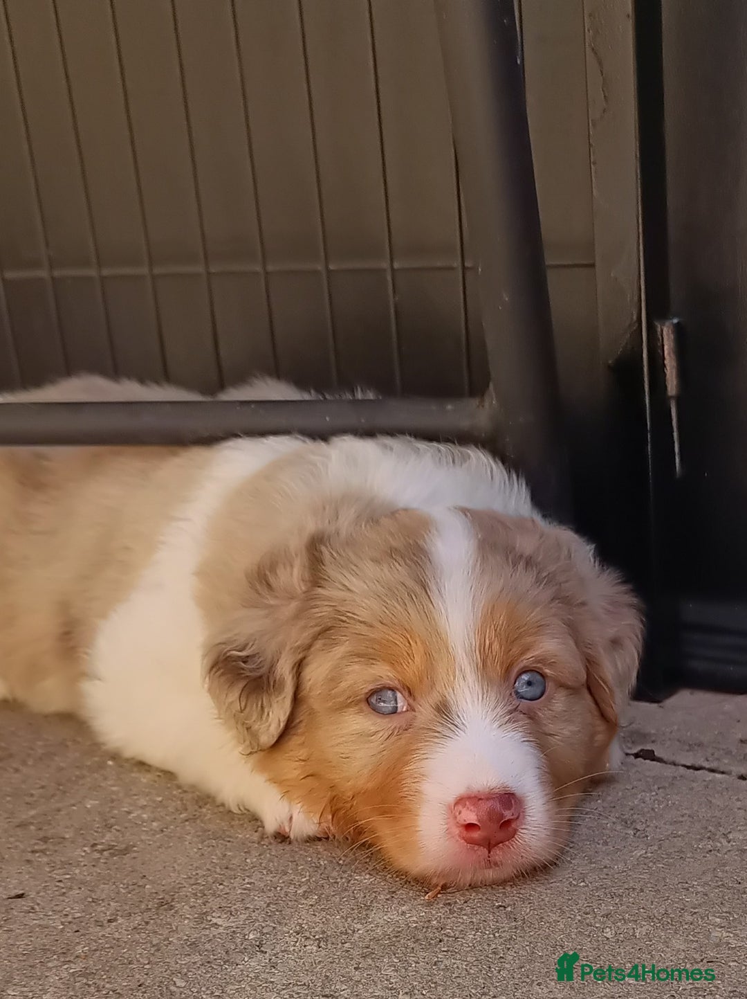 Australian Shepherd dogs for sale: Australian Shepherd puppies looking for new home in Peterborough - Image 2