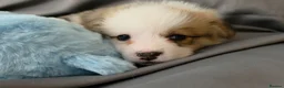 Welsh Corgi Pembroke dogs for sale: Corgi Puppies for Loving Homes – 1 Male, 1 Females - Advert 17