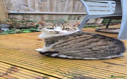 British Longhair cats for sale: Lovely cat for rehome - Image 1