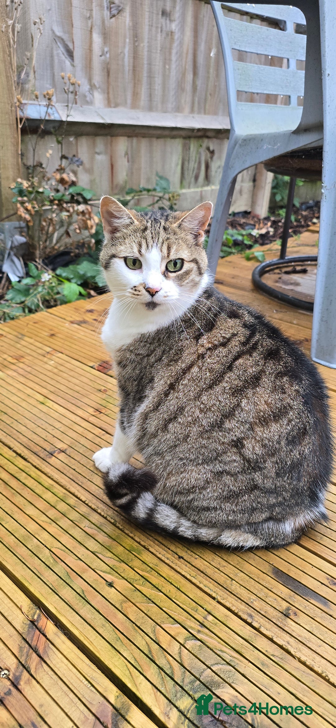 British Longhair cats for sale: Lovely cat for rehome - Image 1