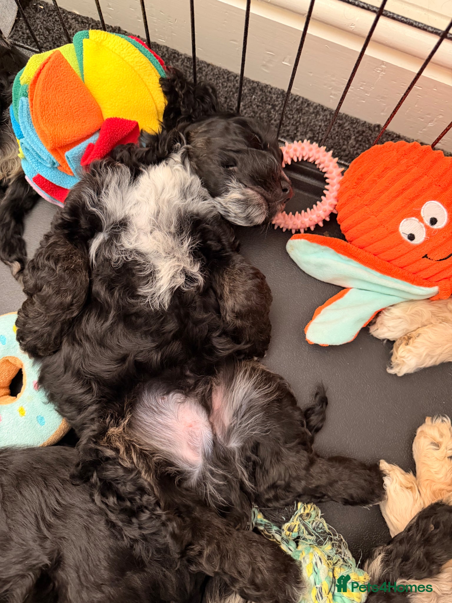 Cockapoo dogs F1 Cockapoo Puppies - Advert 4