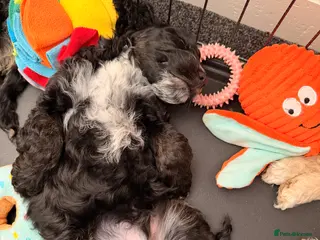 Cockapoo dogs F1 Cockapoo Puppies - Advert 4