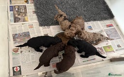Cockapoo dogs for sale: F1 Cockapoos  - Image 1
