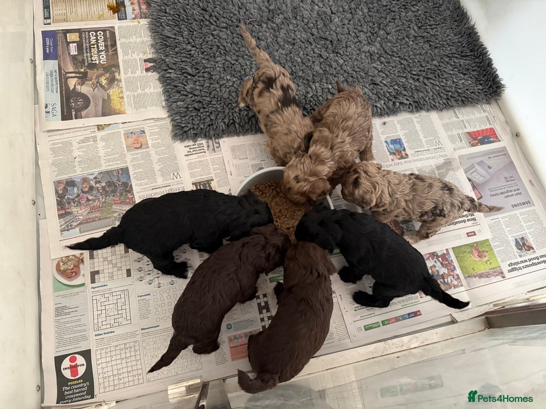 Cockapoo dogs for sale: F1 Cockapoos  - Image 1