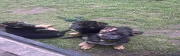 German Shepherd dogs for sale: 🐾Ready to leave Kc reg German shepherd puppies🐾 - Advert 9