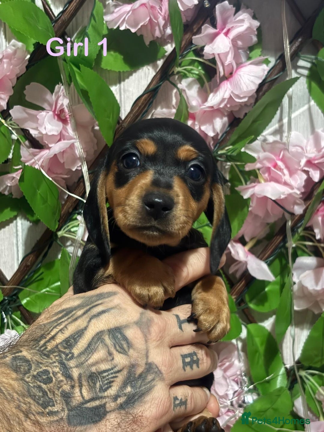 Miniature Dachshund dogs for sale: 5 Beautiful Miniature Dachshund’s  - Advert 11