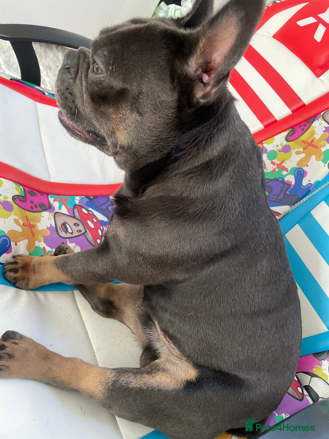 French Bulldog dogs for sale: 2y French Bulldog, ready to go! - Image 2