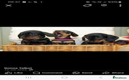 Dachshund dogs for stud: Stud dog - Image 12