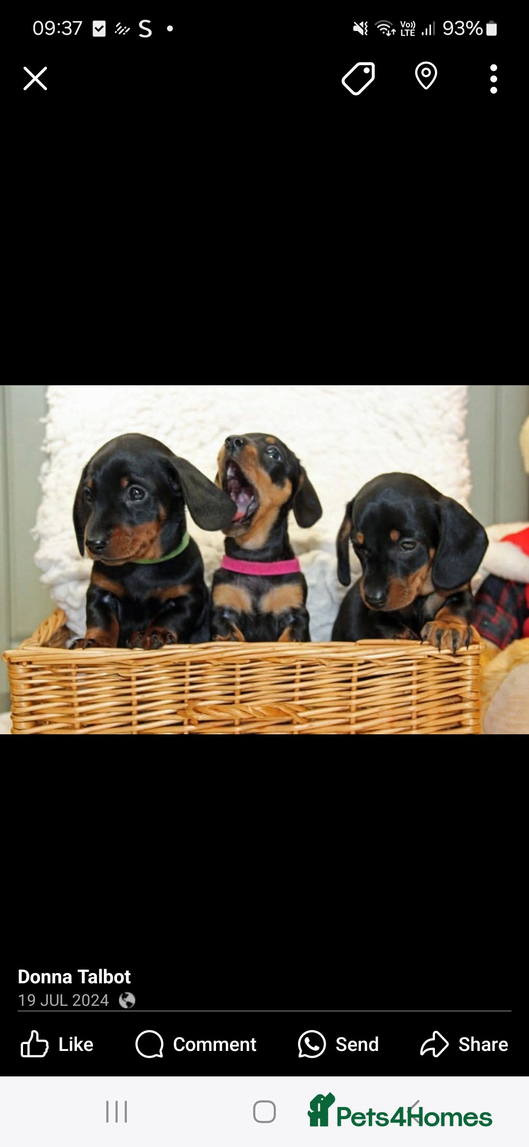 Dachshund dogs for stud: Stud dog - Image 12