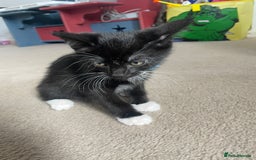 Mixed Breed cats for sale: 2 female kittens 1 male kitten for sale  - Image 5