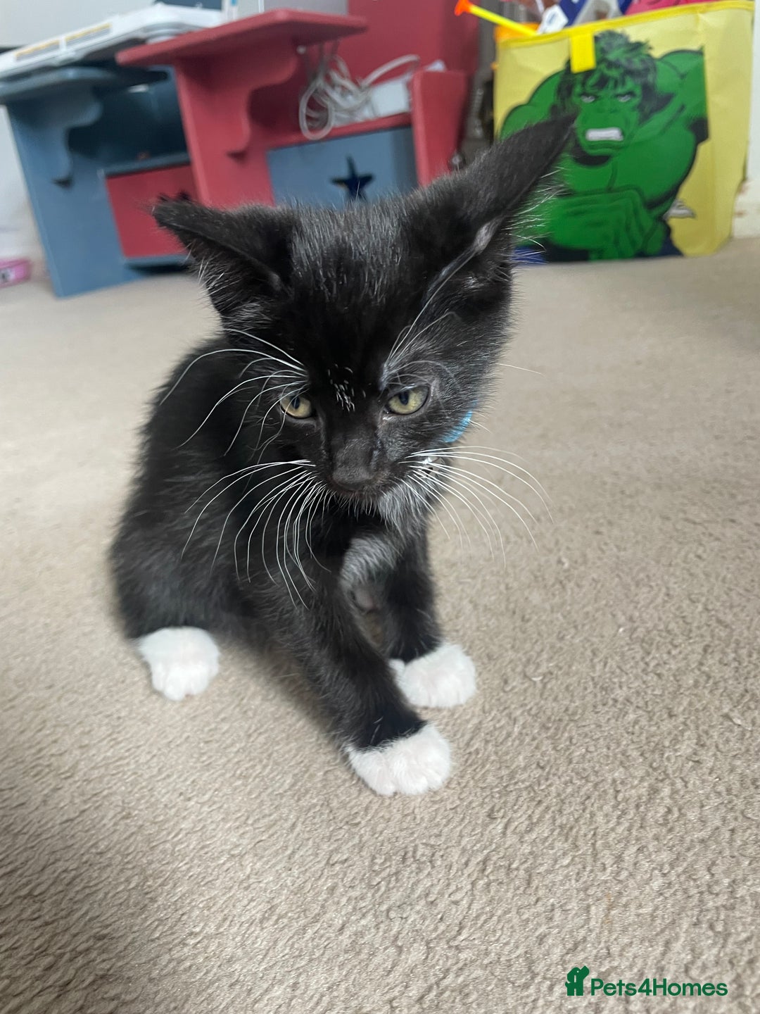 Mixed Breed cats for sale: 2 female kittens 1 male kitten for sale  - Image 5