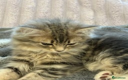 Siberian cats for sale: Siberian kitten ( we can negotiate price) in Liverpool - Image 5