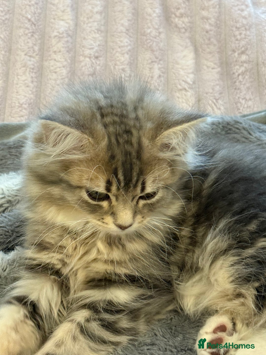 Siberian cats for sale: Siberian kitten ( we can negotiate price) in Liverpool - Image 5