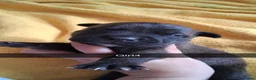 Mixed Breed dogs for sale: Cane corsa cross in Bradford - Advert 11