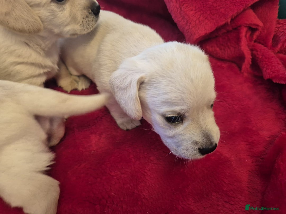 West Highland Terrier dogs for sale: WEST HIGHLAND DAXIE'S - Image 31