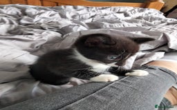 Bengal cats for sale: 3 male cross bengals - Image 1