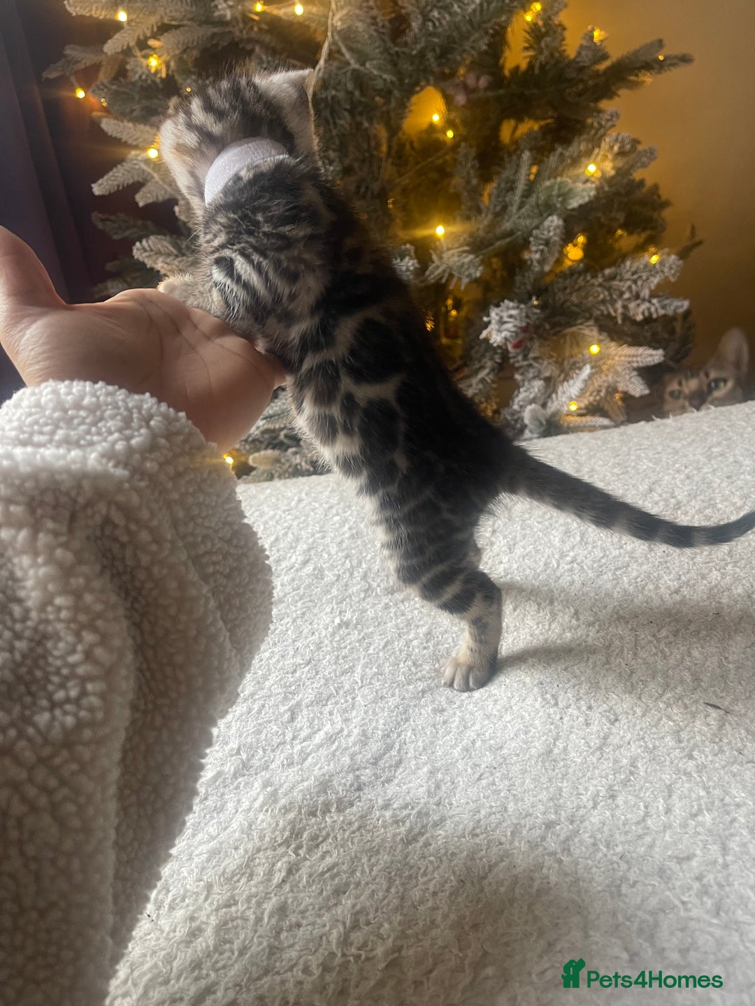 Bengal cats for sale: EXCELLENT BENGAL KITTENS READY BEFORE  ** !!! - Advert 6