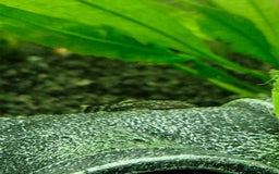 Plecos fish for sale: Bristlenose Plecos - Image 4
