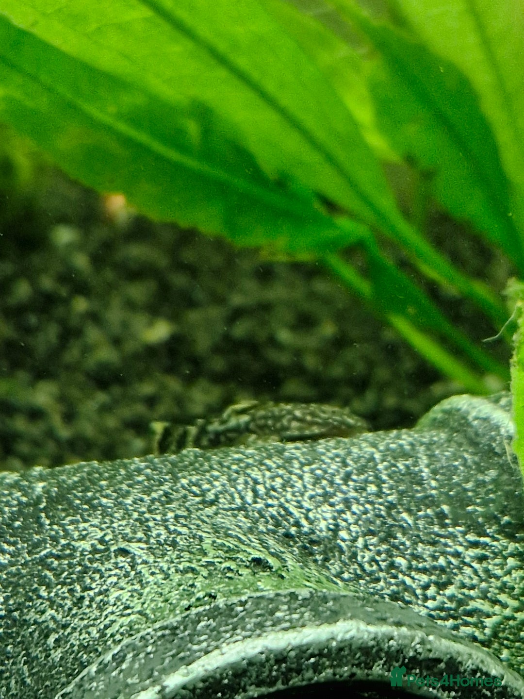Plecos fish for sale: Bristlenose Plecos - Image 4