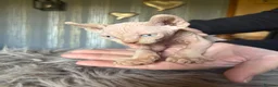 Sphynx cats for sale: **Ready Now** Last baby girl left - Advert 12
