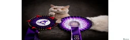 British Shorthair cats for sale: GCCF girl champion line cinnamon tortie ready now - Advert 9