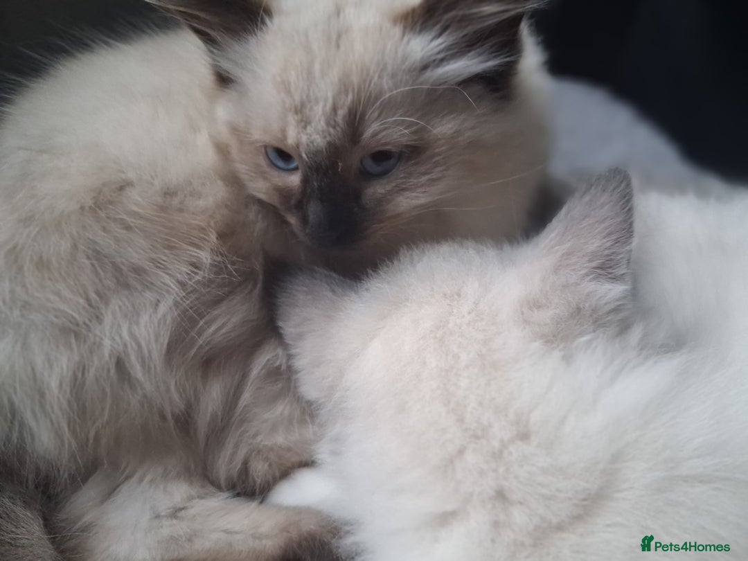 Ragdoll cats for sale: 6 ragdoll kittens  - Image 18