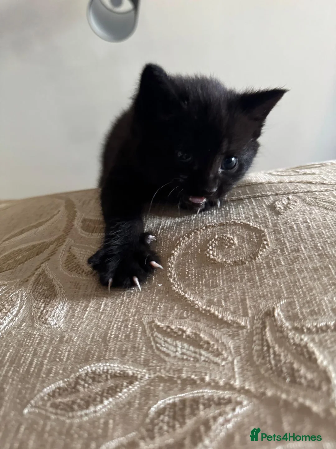 Mixed Breed cats for sale: 5 kittens, 2 Tabby, 3 Black Tabby - Advert 2