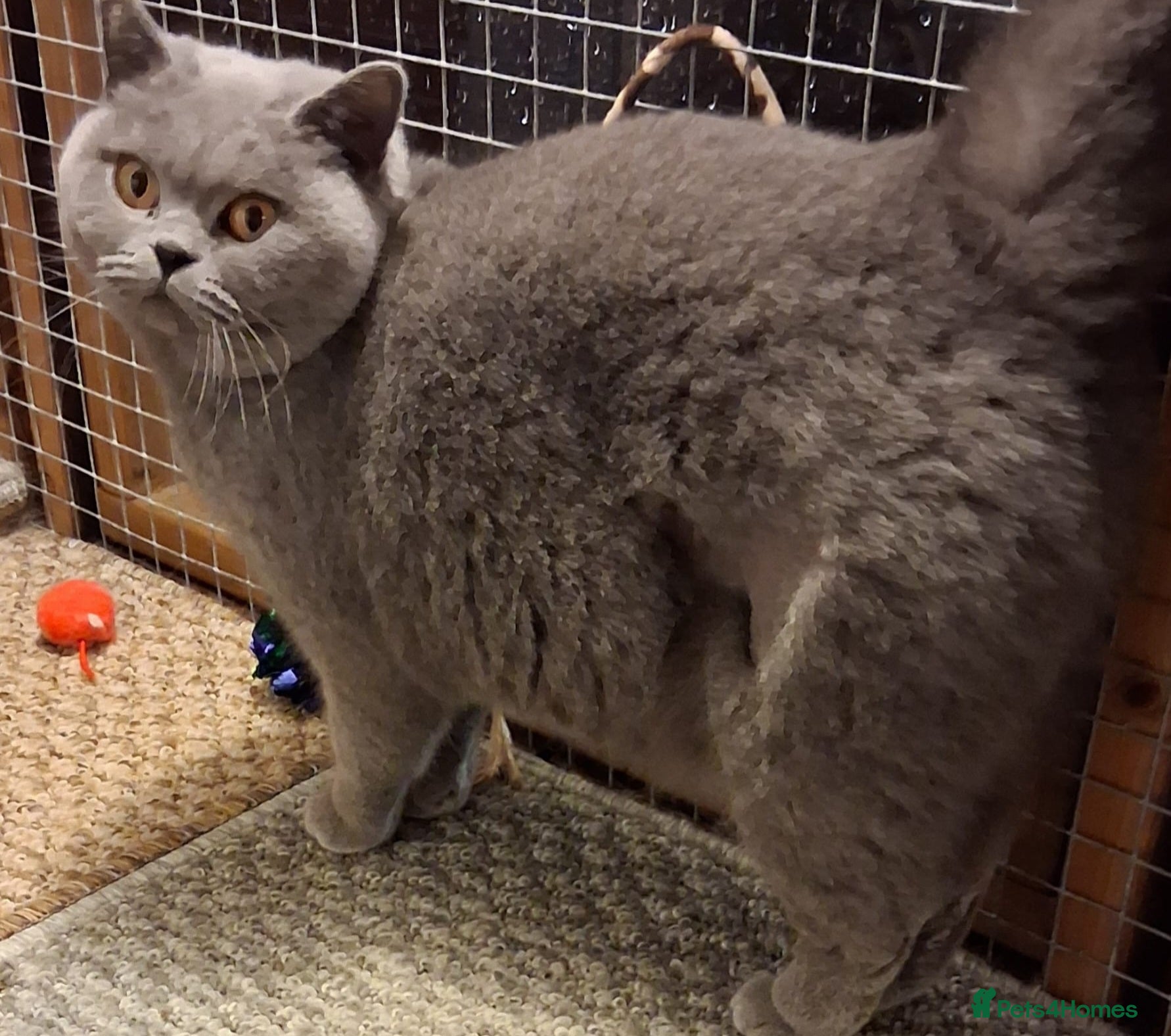 British Shorthair cats British Blue Female  - Advert 5