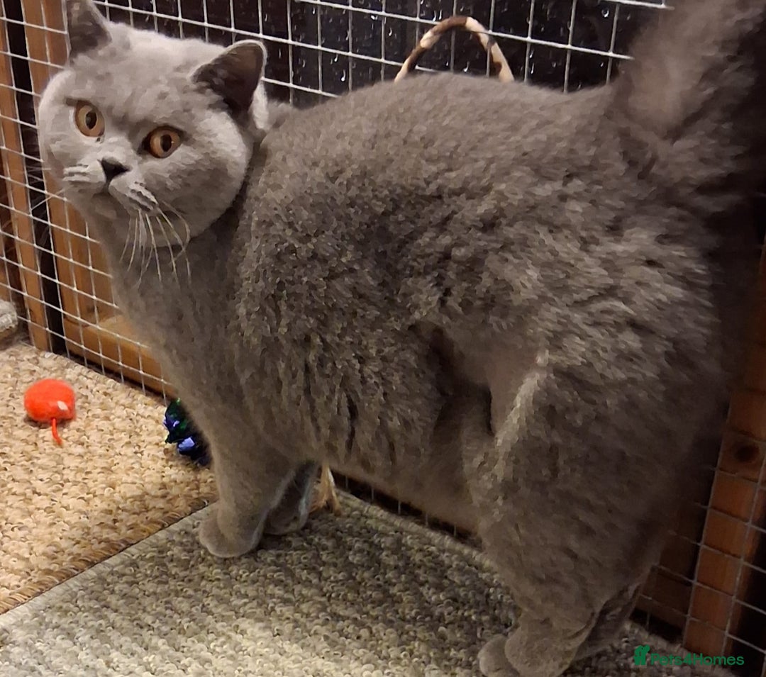 British Shorthair cats for sale: British Blue Female  - Advert 1