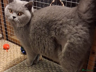 British Shorthair cats British Blue Female - Advert 6