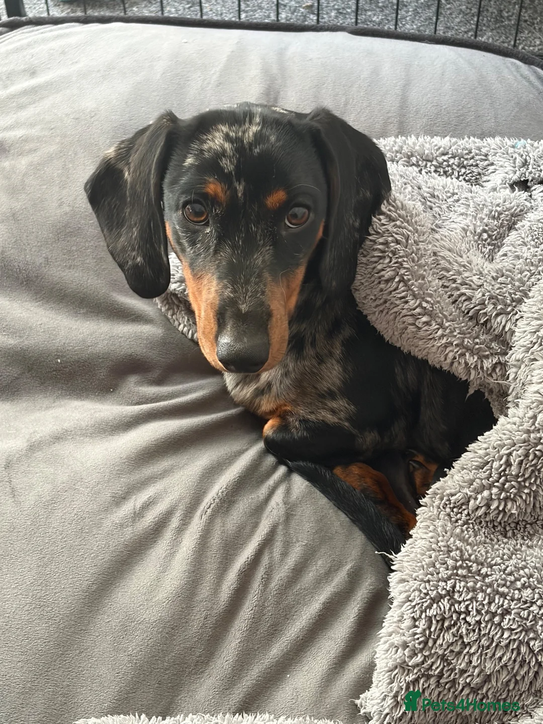 Dachshund dogs for sale: Dachshund  - Advert 2