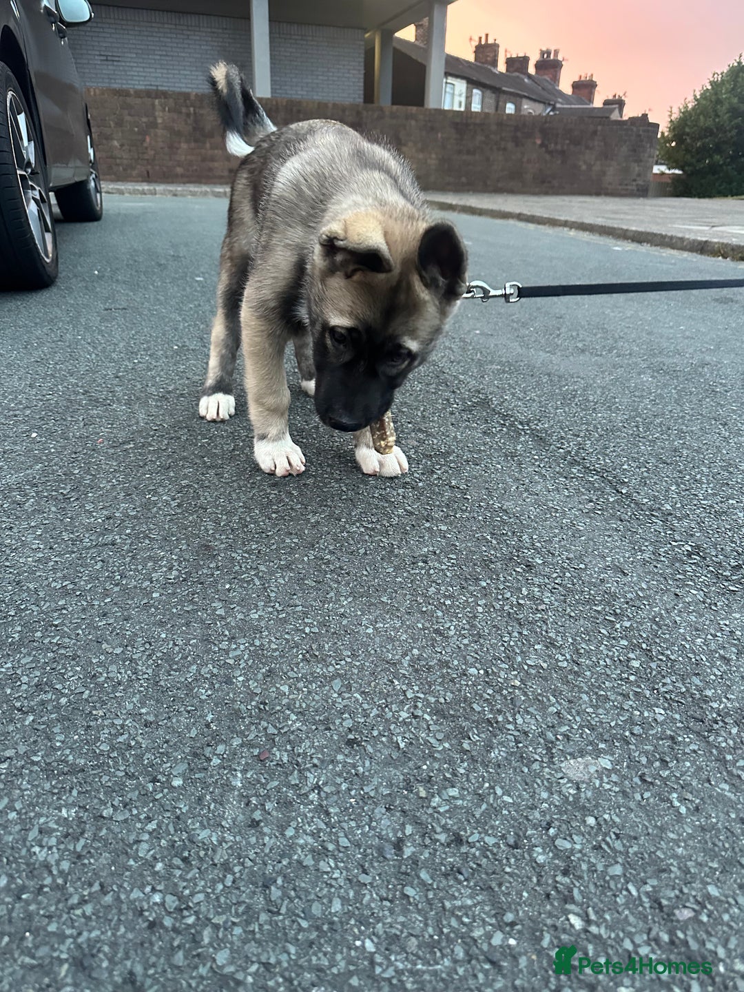 Mixed Breed dogs for sale: Siberian Husky  - Image 11