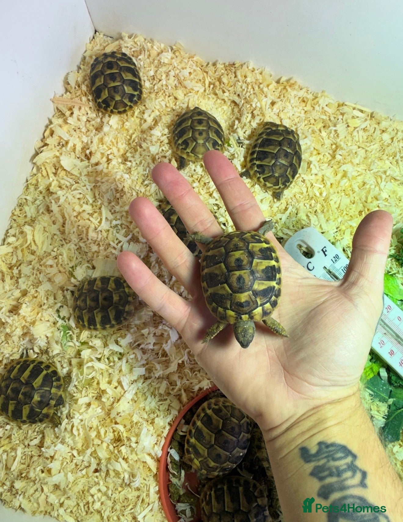 Tortoise reptiles Hermanns tortoise - Advert 2