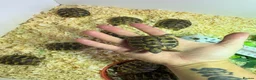 Tortoise reptiles for sale: Hermanns tortoise - Advert 2