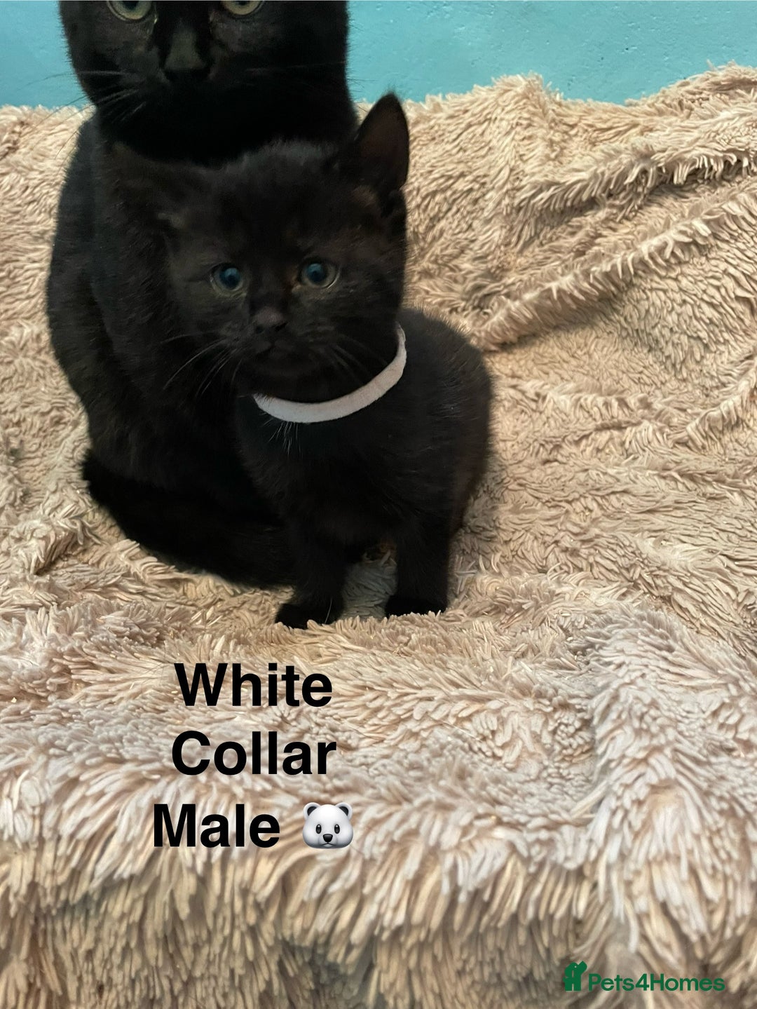 British Shorthair cats for sale: ⭐️🐈‍⬛READY NOW!! British SH Black Kittens⭐️🐈‍⬛ - Image 7