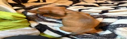 Dachshund dogs for sale: last boy, ready now £700 - Advert 6