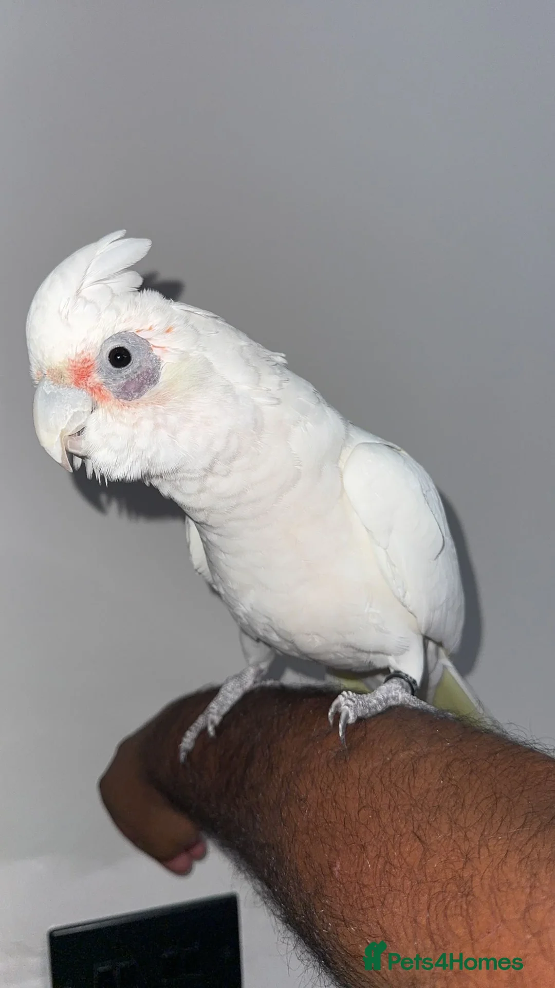 Cockatoo birds for sale: Hand reared bare eyed cockatoo - Advert 2