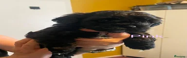 Lhasapoo 6