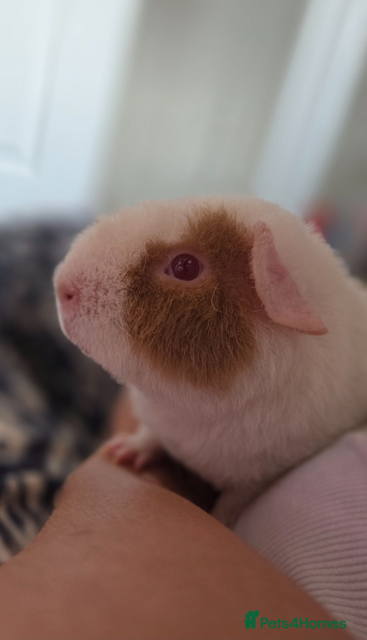 Guinea Pig rodents Roan Teddy Boar - Advert 22