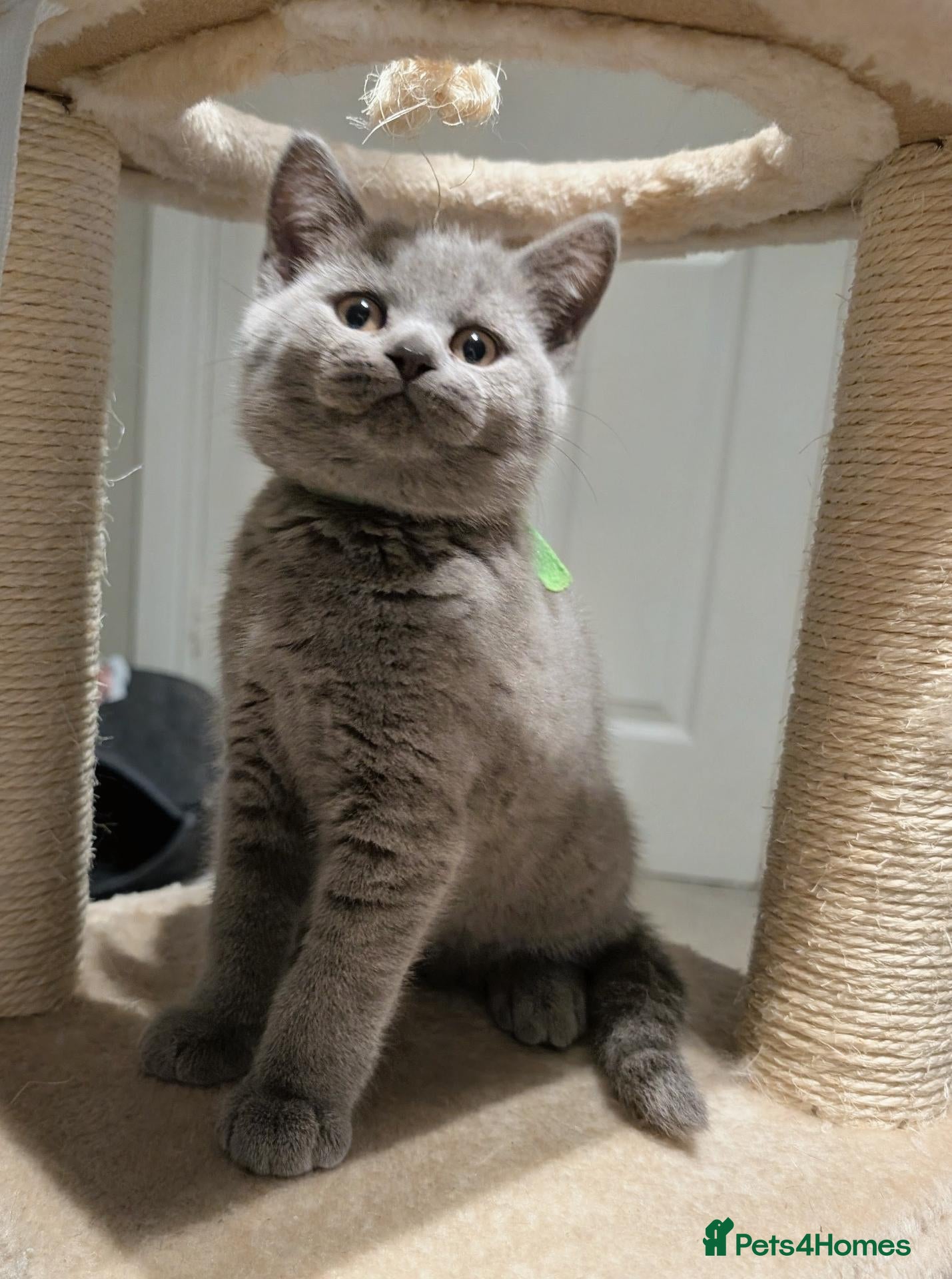 British Shorthair cats ⭐⭐⭐Just one GCCF Beautiful BSH kitten left ⭐⭐⭐  - Advert 2