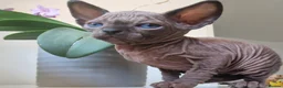 Sphynx cats for sale: 🐾 ADORABLE SPHYNX KITTEN BOY FOR SALE 🐾 - Advert 11