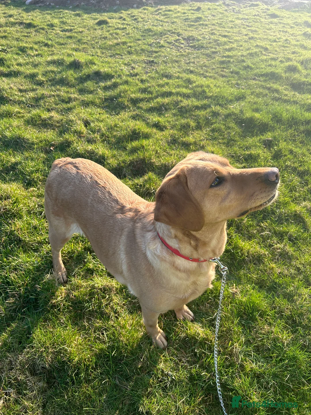 Labrador Retriever dogs for sale: Beautiful Labrador Retriever Simba  - Advert 5