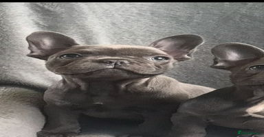 French Bulldog dogs - Advert 12