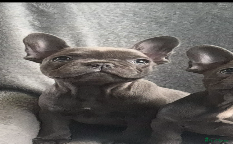 French Bulldog dogs - Advert 9
